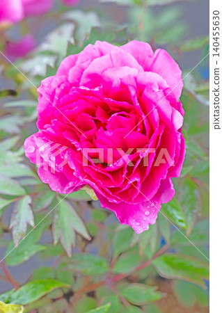 The wildflowers around the house change with the seasons; beautiful, colorful peony blossoms have begun to bloom in the flowerbeds of the botanical garden. The wildflowers around the house change with the seasons; beautiful, colorful peony blossoms have begun to bloom in the flowerbeds of the botanical garden. 140455630