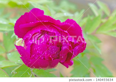 The wildflowers around the house change with the seasons; beautiful, colorful peony blossoms have begun to bloom in the flowerbeds of the botanical garden. The wildflowers around the house change with the seasons; beautiful, colorful peony blossoms have begun to bloom in the flowerbeds of the botanical garden. 140455634