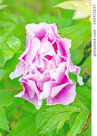The wildflowers around the house change with the seasons; beautiful, colorful peony blossoms have begun to bloom in the flowerbeds of the botanical garden. The wildflowers around the house change with the seasons; beautiful, colorful peony blossoms have begun to bloom in the flowerbeds of the botanical garden. 140455637