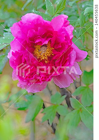 The wildflowers around the house change with the seasons; beautiful, colorful peony blossoms have begun to bloom in the flowerbeds of the botanical garden. The wildflowers around the house change with the seasons; beautiful, colorful peony blossoms have begun to bloom in the flowerbeds of the botanical garden. 140455638