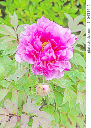 The wildflowers around the house change with the seasons; beautiful, colorful peony blossoms have begun to bloom in the flowerbeds of the botanical garden. 140455641