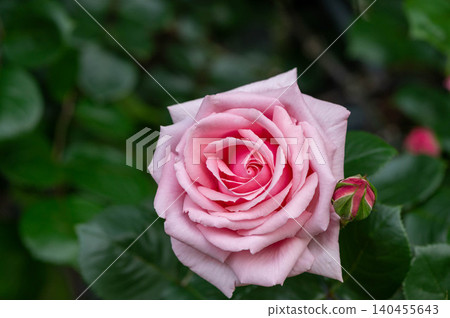 May rose (Hagoromo) May rose (Hagoromo) 140455643