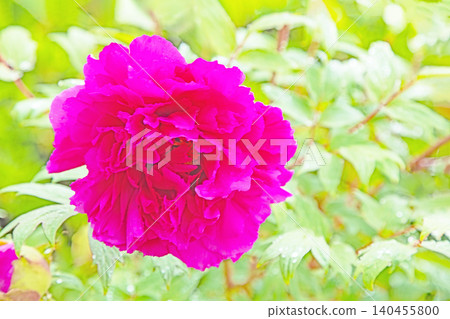 The wildflowers around the house change with the seasons; beautiful, colorful peony blossoms have begun to bloom in the flowerbeds of the botanical garden. The wildflowers around the house change with the seasons; beautiful, colorful peony blossoms have begun to bloom in the flowerbeds of the botanical garden. 140455800