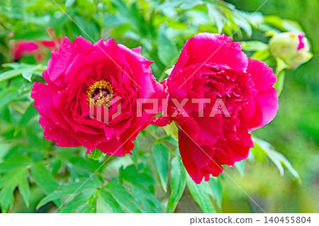 The wildflowers around the house change with the seasons; beautiful, colorful peony blossoms have begun to bloom in the flowerbeds of the botanical garden. The wildflowers around the house change with the seasons; beautiful, colorful peony blossoms have begun to bloom in the flowerbeds of the botanical garden. 140455804