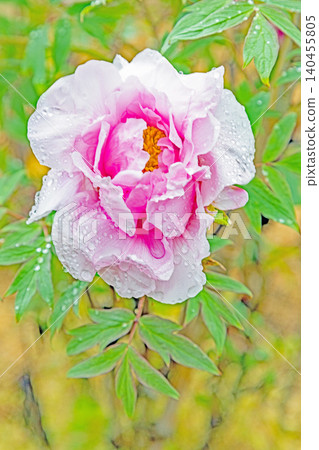 The wildflowers around the house change with the seasons; beautiful, colorful peony blossoms have begun to bloom in the flowerbeds of the botanical garden. The wildflowers around the house change with the seasons; beautiful, colorful peony blossoms have begun to bloom in the flowerbeds of the botanical garden. 140455805