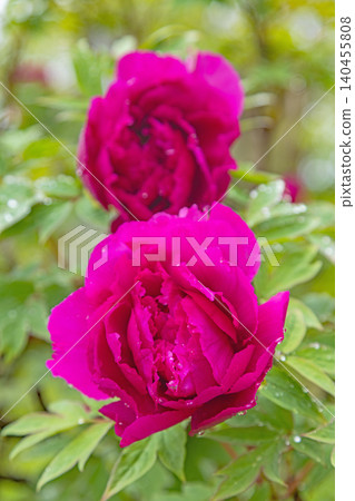 The wildflowers around the house change with the seasons; beautiful, colorful peony blossoms have begun to bloom in the flowerbeds of the botanical garden. The wildflowers around the house change with the seasons; beautiful, colorful peony blossoms have begun to bloom in the flowerbeds of the botanical garden. 140455808