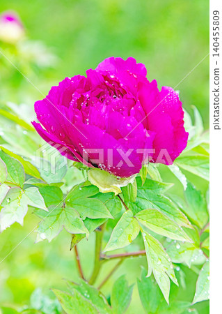 The wildflowers around the house change with the seasons; beautiful, colorful peony blossoms have begun to bloom in the flowerbeds of the botanical garden. 140455809
