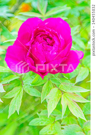 The wildflowers around the house change with the seasons; beautiful, colorful peony blossoms have begun to bloom in the flowerbeds of the botanical garden. The wildflowers around the house change with the seasons; beautiful, colorful peony blossoms have begun to bloom in the flowerbeds of the botanical garden. 140455832