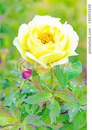 The wildflowers around the house change with the seasons; beautiful, colorful peony blossoms have begun to bloom in the flowerbeds of the botanical garden. The wildflowers around the house change with the seasons; beautiful, colorful peony blossoms have begun to bloom in the flowerbeds of the botanical garden. 140455836