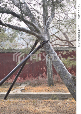 Tree supported by metal braces near old red wall Tree supported by metal braces near old red wall 140455859