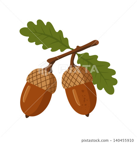 Two ripe brown acorns hanging on a branch with green oak leaves Two ripe brown acorns hanging on a branch with green oak leaves 140455910