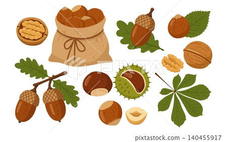 Autumn nuts and seeds vector collection with walnuts hazelnuts acorns and chestnuts Autumn nuts and seeds vector collection with walnuts hazelnuts acorns and chestnuts 140455917