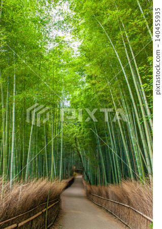Arashiyama Bamboo Grove Path in Early Summer (Vertical Composition) 140455935
