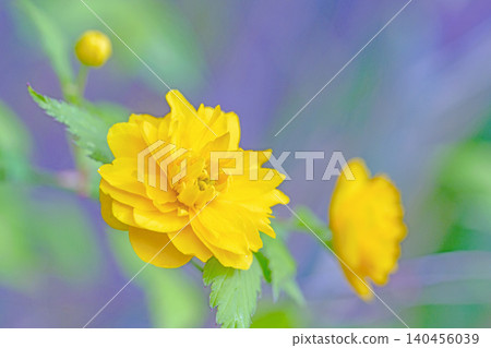 Flowers around the house, various in the four seasons. Beautiful yellow flowers of the Japanese laurel bloomed in the Satoyama. Flowers around the house, various in the four seasons. Beautiful yellow flowers of the Japanese laurel bloomed in the Satoyama. 140456039
