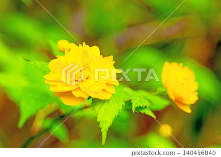 Flowers around the house, various in the four seasons. Beautiful yellow flowers of the Japanese laurel bloomed in the Satoyama. Flowers around the house, various in the four seasons. Beautiful yellow flowers of the Japanese laurel bloomed in the Satoyama. 140456040