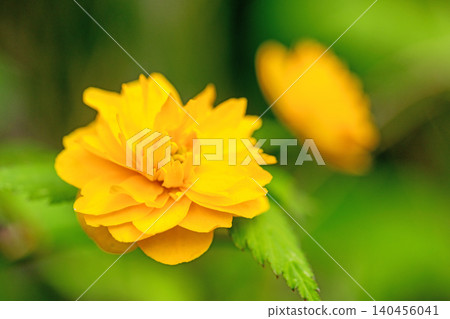 Flowers around the house, various in the four seasons. Beautiful yellow flowers of the Japanese laurel bloomed in the Satoyama. Flowers around the house, various in the four seasons. Beautiful yellow flowers of the Japanese laurel bloomed in the Satoyama. 140456041