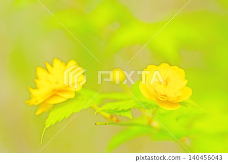 屋子周圍鮮花盛開,四季各異。裡山上盛開著美麗的黃色月桂花。 屋子周圍鮮花盛開,四季各異。裡山上盛開著美麗的黃色月桂花。 140456043