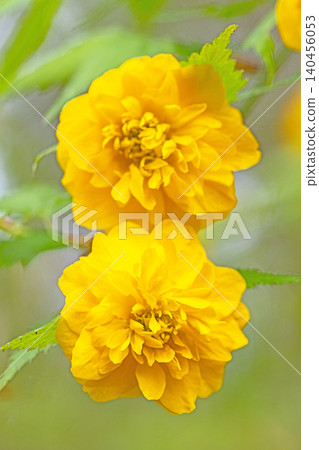 Flowers around the house, various in the four seasons. Beautiful yellow flowers of the Japanese laurel bloomed in the Satoyama. Flowers around the house, various in the four seasons. Beautiful yellow flowers of the Japanese laurel bloomed in the Satoyama. 140456053