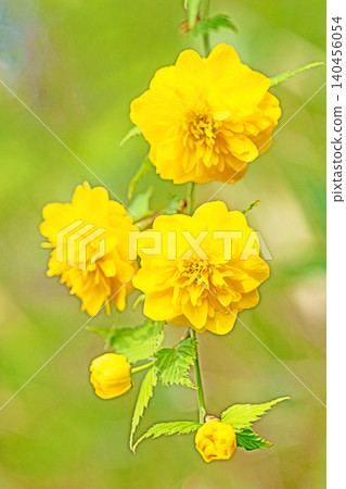 Flowers around the house, various in the four seasons. Beautiful yellow flowers of the Japanese laurel bloomed in the Satoyama. Flowers around the house, various in the four seasons. Beautiful yellow flowers of the Japanese laurel bloomed in the Satoyama. 140456054