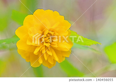 Flowers around the house, various in the four seasons. Beautiful yellow flowers of the Japanese laurel bloomed in the Satoyama. Flowers around the house, various in the four seasons. Beautiful yellow flowers of the Japanese laurel bloomed in the Satoyama. 140456055