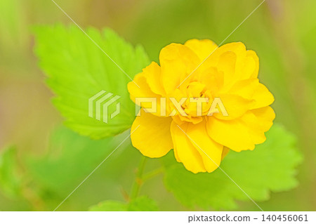 Flowers around the house, various in the four seasons. Beautiful yellow flowers of the Japanese laurel bloomed in the Satoyama. Flowers around the house, various in the four seasons. Beautiful yellow flowers of the Japanese laurel bloomed in the Satoyama. 140456061