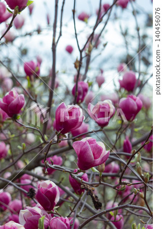 Pink magnolia soulangeana flower blooming on branches in spring garden Pink magnolia soulangeana flower blooming on branches in spring garden 140456076