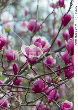 Pink magnolia soulangeana flower blooming on branches in spring garden 140456078