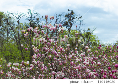 Pink magnolia soulangeana tree blooming against cloudy sky and forest Pink magnolia soulangeana tree blooming against cloudy sky and forest 140456080