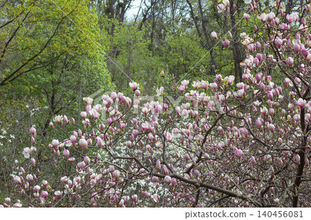 Pink magnolia soulangeana tree blooming in spring park with forest background Pink magnolia soulangeana tree blooming in spring park with forest background 140456081