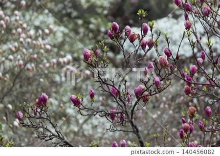 Purple liliiflora magnolia branches with blooming buds in soft spring garden Purple liliiflora magnolia branches with blooming buds in soft spring garden 140456082