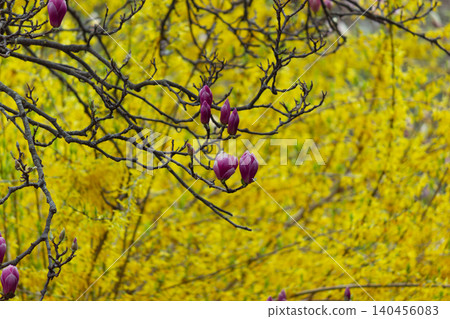 Purple liliiflora magnolia buds blooming against bright yellow forsythia background Purple liliiflora magnolia buds blooming against bright yellow forsythia background 140456083