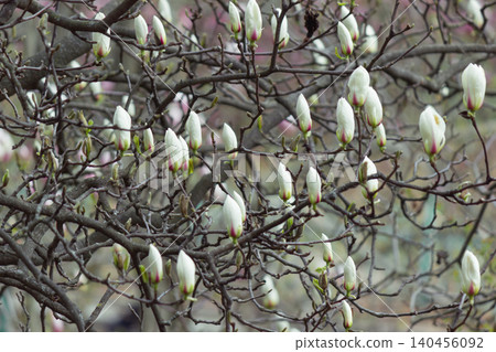White kobus magnolia flower buds blooming on branches in spring garden White kobus magnolia flower buds blooming on branches in spring garden 140456092