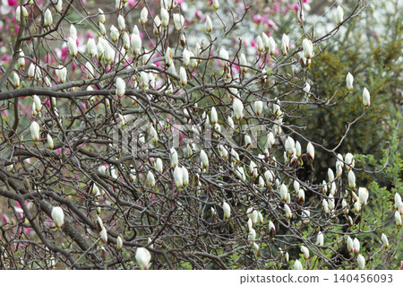 White kobus magnolia flower buds blooming on branches in spring garden White kobus magnolia flower buds blooming on branches in spring garden 140456093