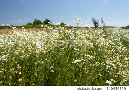 A meadow with chamomiles and a cloudless sky A meadow with chamomiles and a cloudless sky 140456139