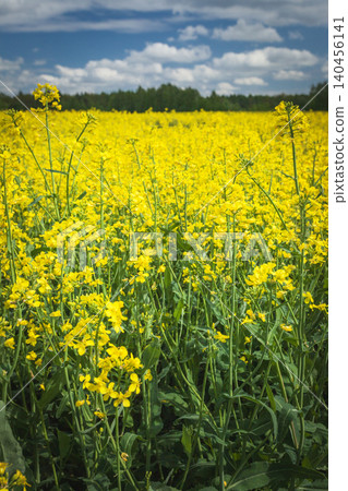 A view of a field of blooming yellow rapeseed A view of a field of blooming yellow rapeseed 140456141