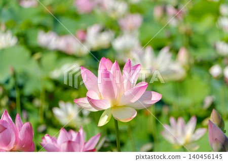 碩大的蓮花在柔和的光線下優雅綻放。 140456145