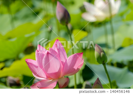粉紅色的蓮花在夏日的陽光下競相綻放。 粉紅色的蓮花在夏日的陽光下競相綻放。 140456146