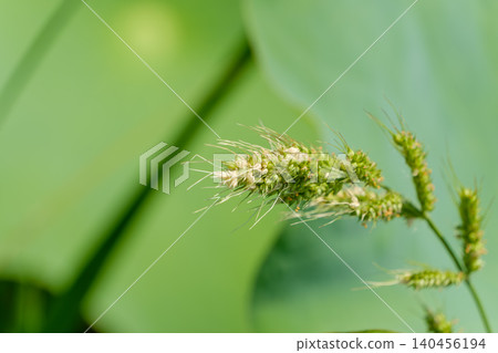 夏日陽光灑在綠色背景上，稗草的尖刺在陽光的襯托下顯得格外醒目。 140456194