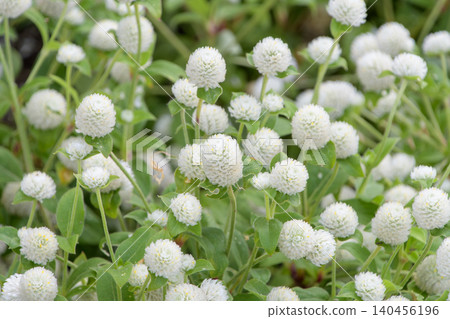 White globe amaranth flowers bloom gently across the entire garden. White globe amaranth flowers bloom gently across the entire garden. 140456196
