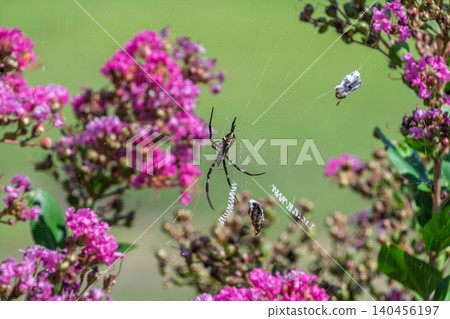A golden orb-weaver spider spins its web surrounded by pink crape myrtle flowers. A golden orb-weaver spider spins its web surrounded by pink crape myrtle flowers. 140456197