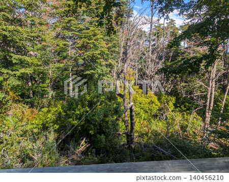 Patagonian forest scenery near Perito Moreno Glacier 140456210