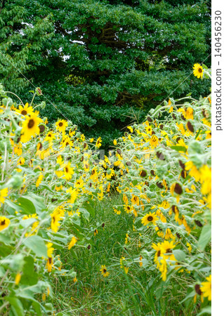 A path through a vibrant sunflower field with lush green trees stretching out in the distance. A path through a vibrant sunflower field with lush green trees stretching out in the distance. 140456230