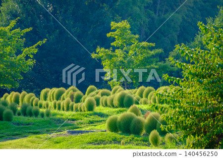 A field of green kochia plants growing round in the summer sun. A field of green kochia plants growing round in the summer sun. 140456250
