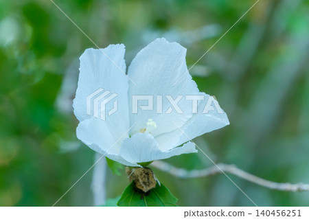 White hibiscus flowers blooming, bathed in soft light. White hibiscus flowers blooming, bathed in soft light. 140456251