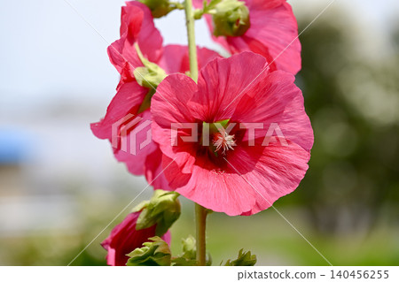 蜀葵 蜀葵 140456255
