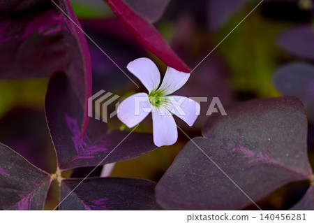 Oxalis Trian Grus Oxalis Trian Grus 140456281