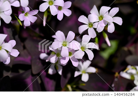 Oxalis Trian Grus Oxalis Trian Grus 140456284