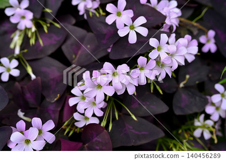 Oxalis Trian Grus Oxalis Trian Grus 140456289