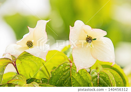 The flowers around the house, the various seasons, the colors of the garden, the plants, the Japanese dogwood The flowers around the house, the various seasons, the colors of the garden, the plants, the Japanese dogwood 140456312