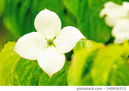 The flowers around the house, the various seasons, the colors of the garden, the plants, the Japanese dogwood The flowers around the house, the various seasons, the colors of the garden, the plants, the Japanese dogwood 140456313
